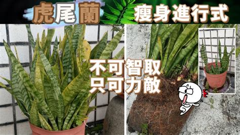 虎尾蘭分株傷口